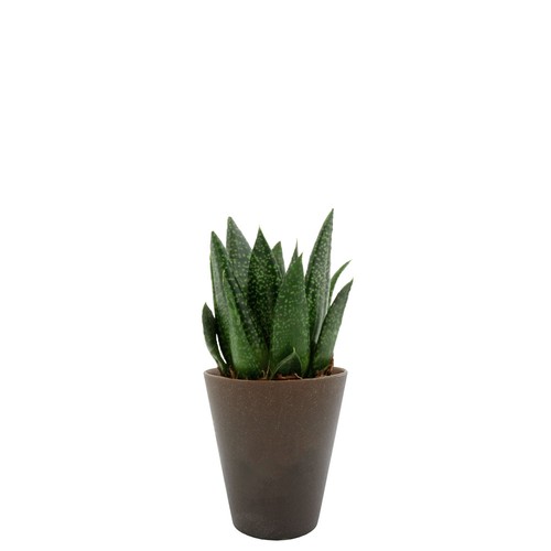 Plante Gob'lin