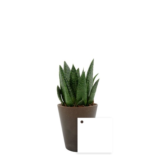 Plante Gob'lin