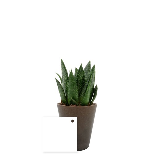 Plante Gob'lin