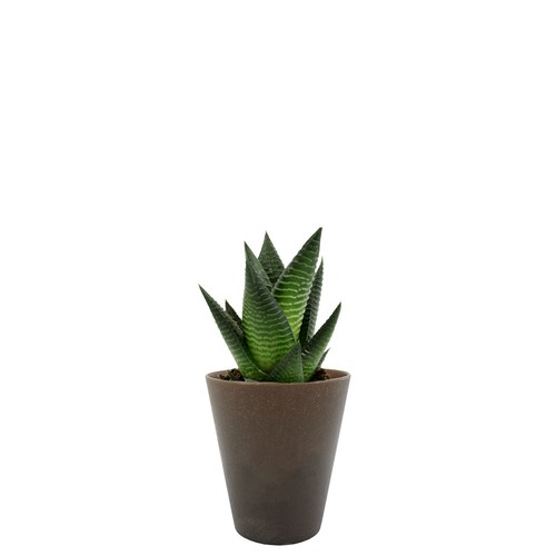 Plante Gob'lin