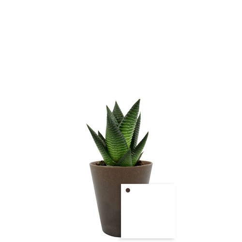 Plante Gob'lin