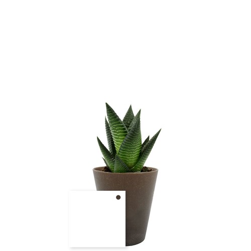 Plante Gob'lin