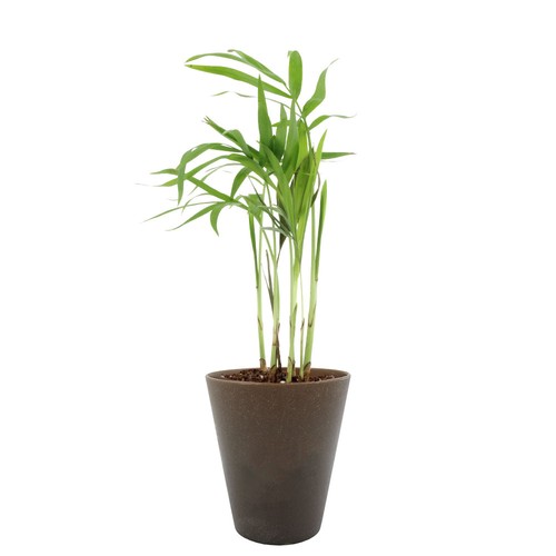 Plante Gob'lin