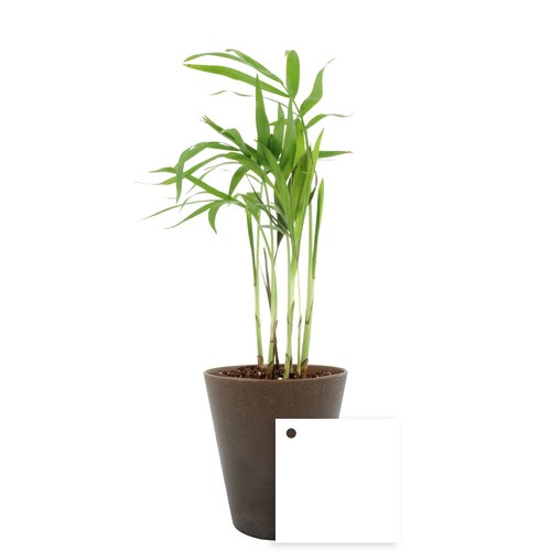 Plante Gob'lin