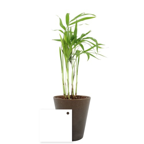 Plante Gob'lin