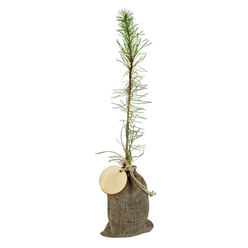 Plant d'arbre en pochon - Résineux - 1