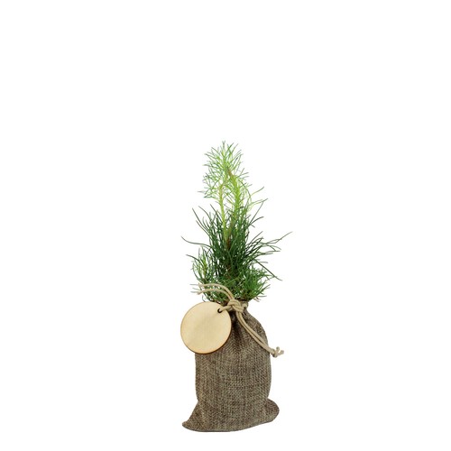Plant d'arbre en pochon - Résineux