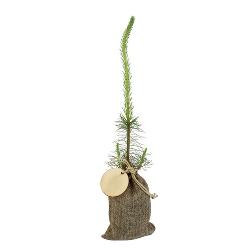 Plant d'arbre en pochon - Résineux