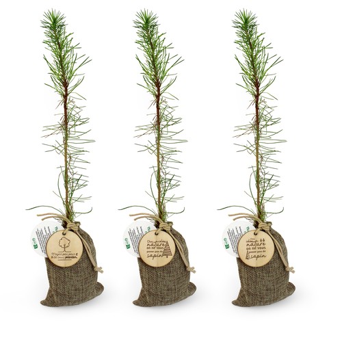 Plant d'arbre en pochon - Résineux