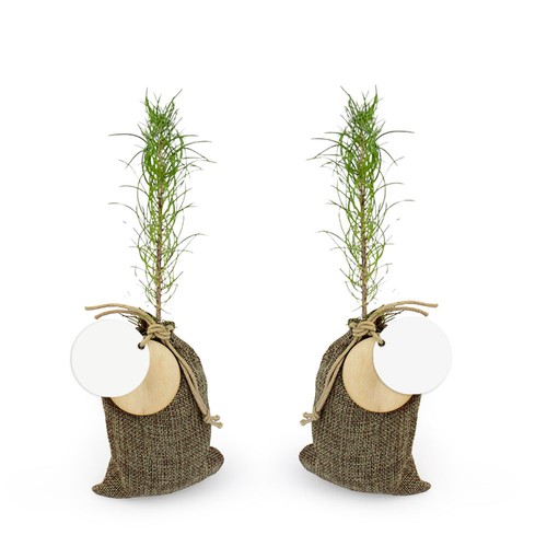 Plant d'arbre en pochon - Résineux