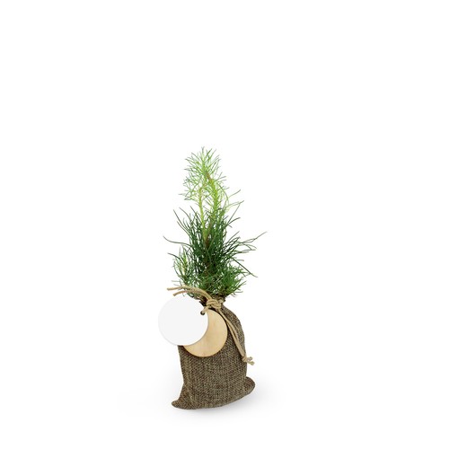 Plant d'arbre en pochon - Résineux