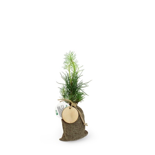Plant d'arbre en pochon - Résineux