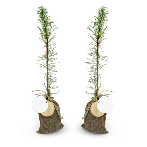Plant d'arbre en pochon - Résineux