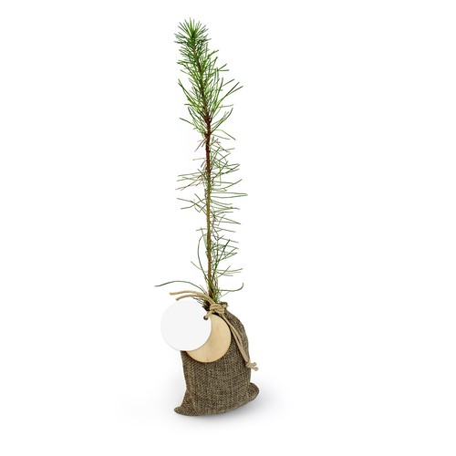 Plant d'arbre en pochon - Résineux