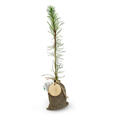 Plant d'arbre en pochon - Résineux