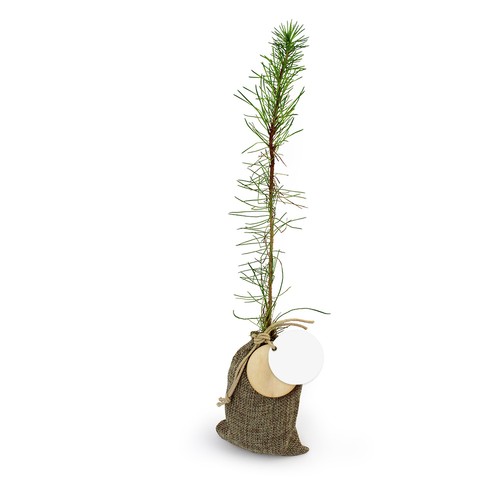 Plant d'arbre en pochon - Résineux