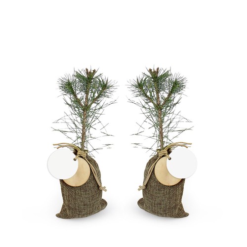 Plant d'arbre en pochon - Résineux