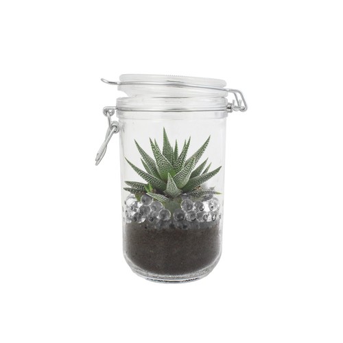 Plante grand bocal