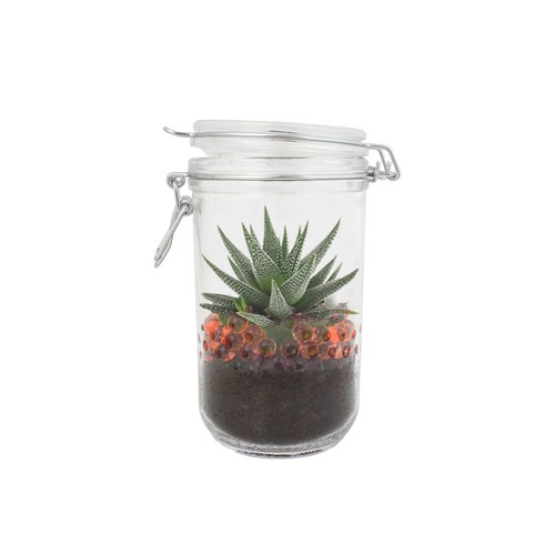 Plante grand bocal