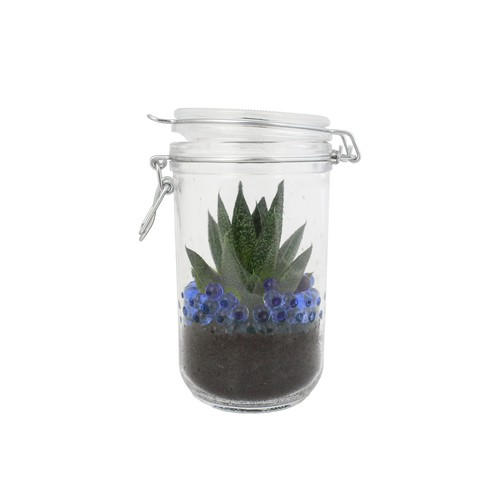 Plante grand bocal