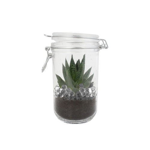 Plante grand bocal