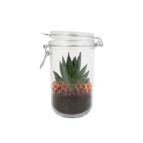 Plante grand bocal