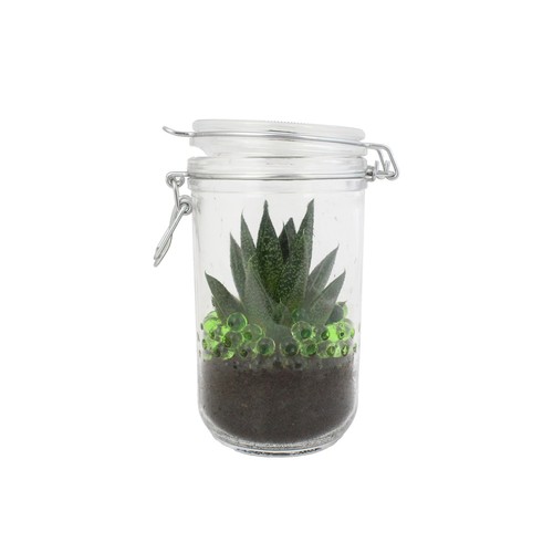 Plante grand bocal