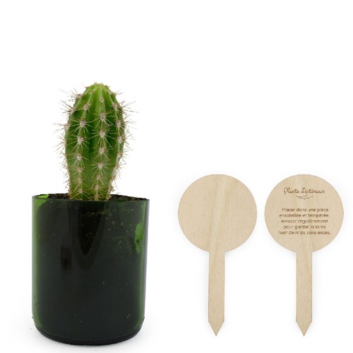 Plante bouteille recyclée