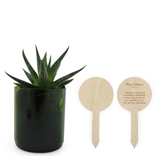 Plante bouteille recyclée