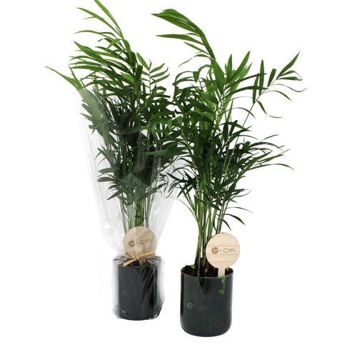 Plante bouteille recyclée