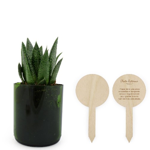 Plante bouteille recyclée