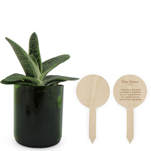 Plante bouteille recyclée