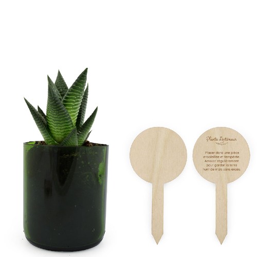 Plante bouteille recyclée