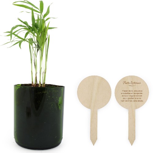 Plante bouteille recyclée