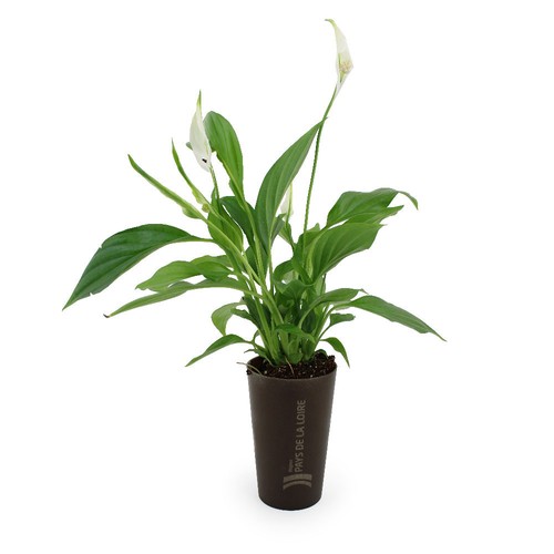 Plante grand gob'lin - 3