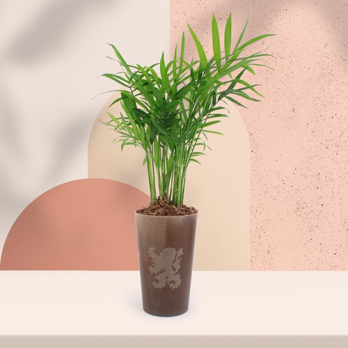 Plante grand gob'lin