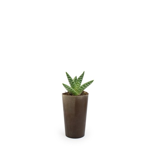 Plante grand gob'lin