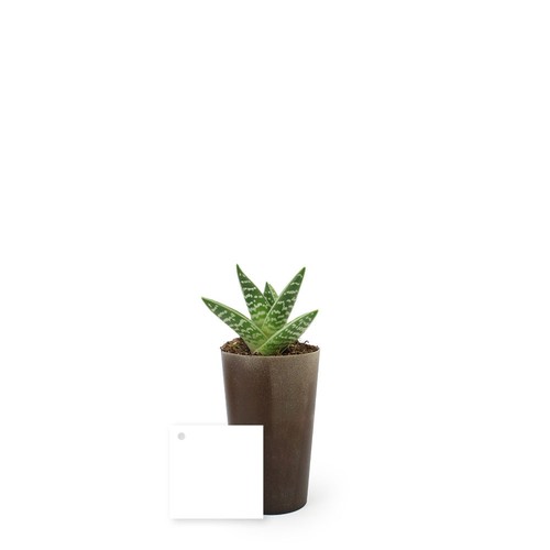 Plante grand gob'lin