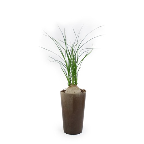 Plante grand gob'lin