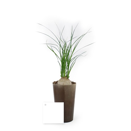 Plante grand gob'lin