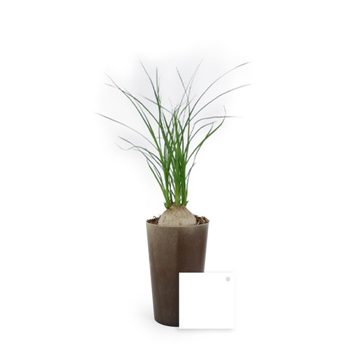 Plante grand gob'lin