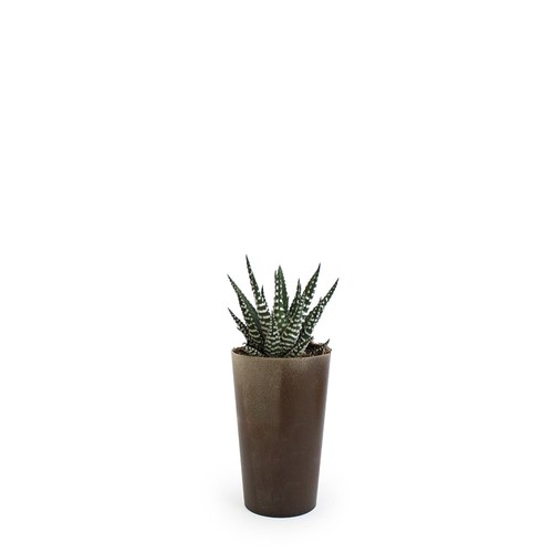 Plante grand gob'lin