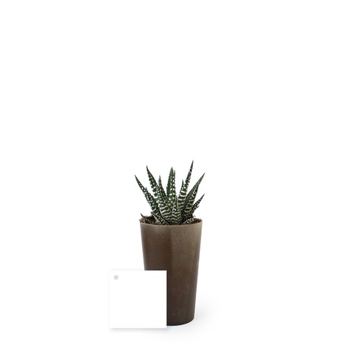 Plante grand gob'lin
