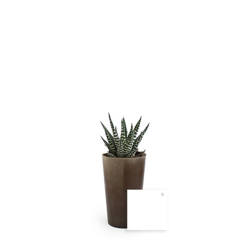 Plante grand gob'lin