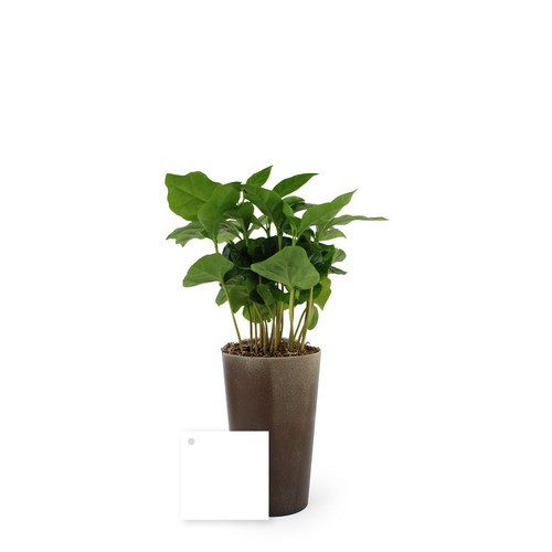 Plante grand gob'lin
