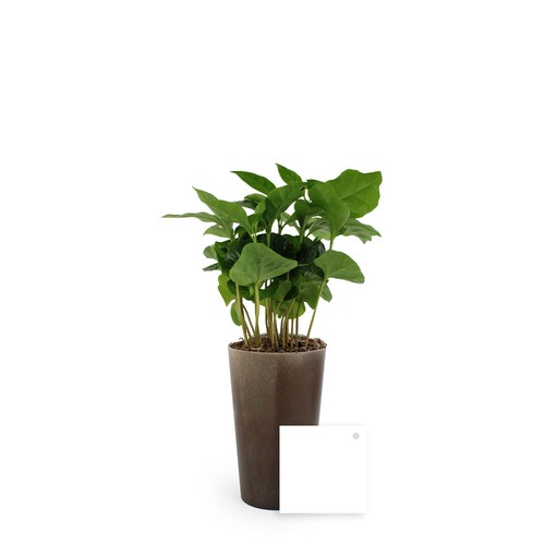 Plante grand gob'lin
