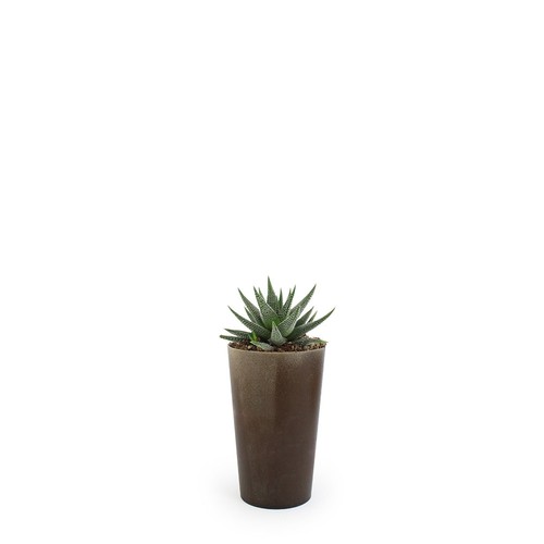 Plante grand gob'lin