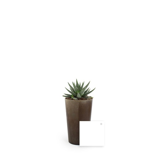 Plante grand gob'lin