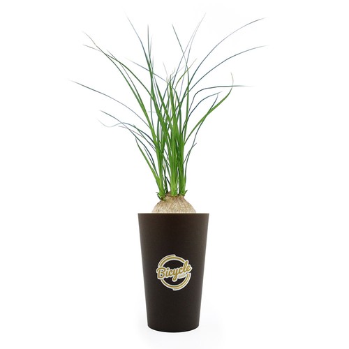Plante grand gob'lin