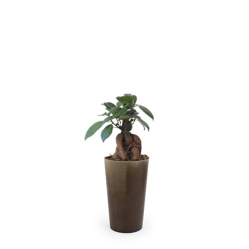 Plante grand gob'lin